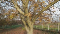 NE SADITE GA BLIZU KUĆE, IZUZETNO JE OTROVNO Drvo koje mnogi Srbi imaju u dvorištu ne treba da bude uz domaćinstvo