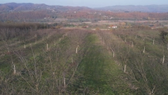 OTKUPNA CENA OVE VOĆKE 900 DINARA PO KILOGRAMU  Ulaganje u zasad nije veliko, a zarada odlična (FOTO)