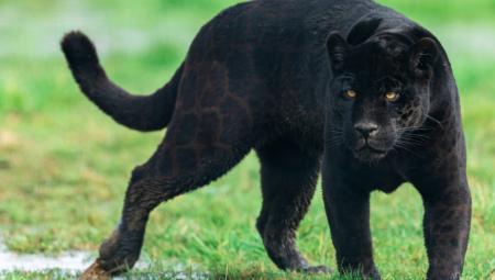 OBUSTAVLJEN LOV NA CRNOG PANTERA Teren oko Apatina je pretražen, ostaju samo dve mogućnosti