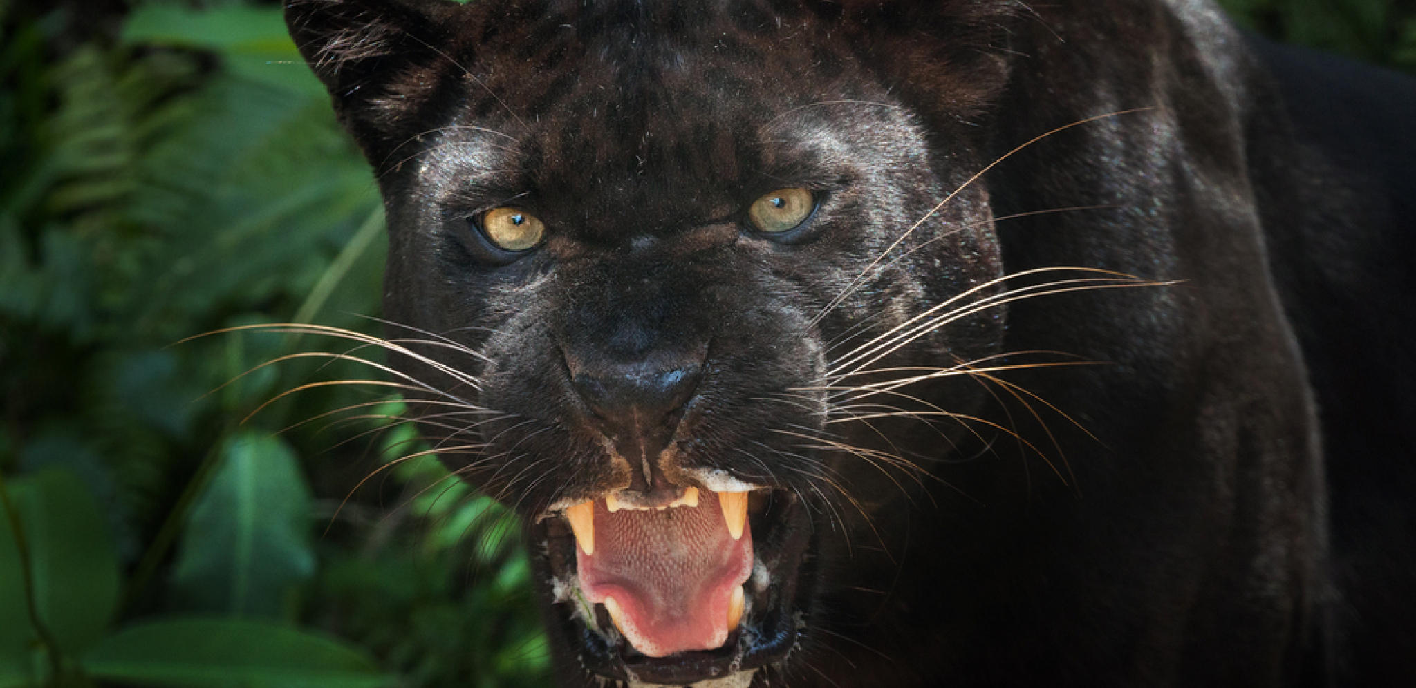 LJUDI VIDELI PANTERA, JURI GA 40 LOVACA Opasna mačka navodno snimljena u Vrbasu