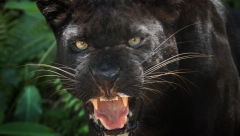 LJUDI VIDELI PANTERA, JURI GA 40 LOVACA Opasna mačka navodno snimljena u Vrbasu