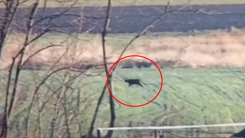 POJAVIO SE SNIMAK CRNOG PANTERA Pobegao je prošle godine, prešao granicu i digao alarm u Srbiji! (VIDEO)
