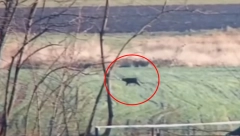 NASTAVLJA SE HAJKA NA CRNOG PANTERA Ceo Apatin na nogama, imaju samo jedan cilj (VIDEO)