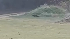 BANJA JUNAKOVIĆ OPUSTELA PREKO NOĆI! Turisti preplašeni od pantera, ne izlaze iz soba!