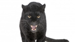 ALO! U BANJI JUNAKOVIĆ Ne plašimo se pantera, ali čekamo ga na terasi!