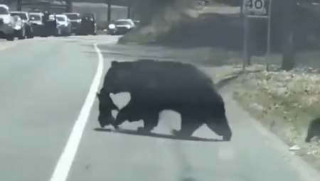 NIJE LAKO BITI MAMA MEDVEDICA Neposlušni mečići prave šou na ulici (VIDEO)