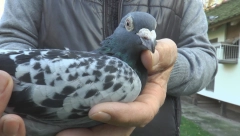 DA SE NAJEŽIŠ! GOLUB PRELETEO 2000 KILOMETARA OD ŠPANIJE DO SRBIJE Putovao 20 dana da bi se vratio na mesto gde se izlegao