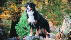 Razbijamo mitove: Pseća pljuvačka je lekovita