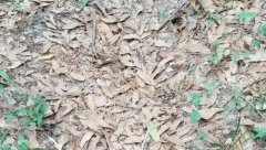 OŠTRO OKO VAM MOŽE SPASITI ŽIVOT Možete da uočite šta je na fotografiji, gomila lišća ili nešto opasno