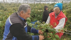 MALINARI TRAŽE 400 DINARA ZA KILOGRAM ''CRVENOG ZLATA'': U petak se nastavljaju pregovori sa hladnjačarima u Vladi Srbije