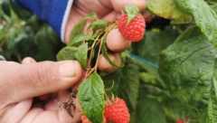 MINISTARSTVO POLJOPRIVREDE PREGOVARA SA STRANCIMA O IZVOZU MALINE Ova tri nova tržišta su u opticaju