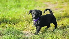 UDOMI ME Preslatki štenci traže dom