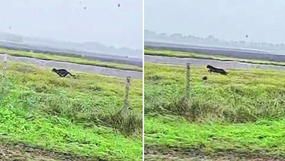 RAZREŠENA MISTERIJA Snimak iz Feketića je najverovatnije fotomontaža - lovci tvrde da je panter lažnjak!