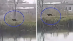 PREDATOR PONOVO VREBA?! Isplivao snimak crnog pantera, jedan detalj će vas iznenaditi! (VIDEO)