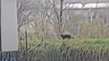 CRNI PANTER RASKOMADAO PSA U VRBASU? Isplivale uznemirujuće fotografije, zver viđena na 50 metara od prvih kuća