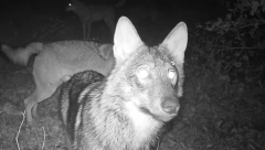 "PRVO SAM ČUO PSE KAKO LAJU" Vukovi upali u Radomirovo domaćinstvo, napravili jeziv pokolj