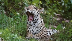 Krzno je bezbedno, mogao bi da dremne JAGUAR