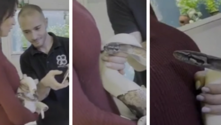 UZNEMIRUJUĆE! Voditeljku UJELA ZMIJA u emisiji, RANE SU STRAVIČNE! (VIDEO)