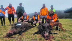 NA NIŠANU Dva vepra, jedan 150, a drugi oko 100 kilograma, ulivali strah meštanima Suvobora: Lovci odstrelili grdosije