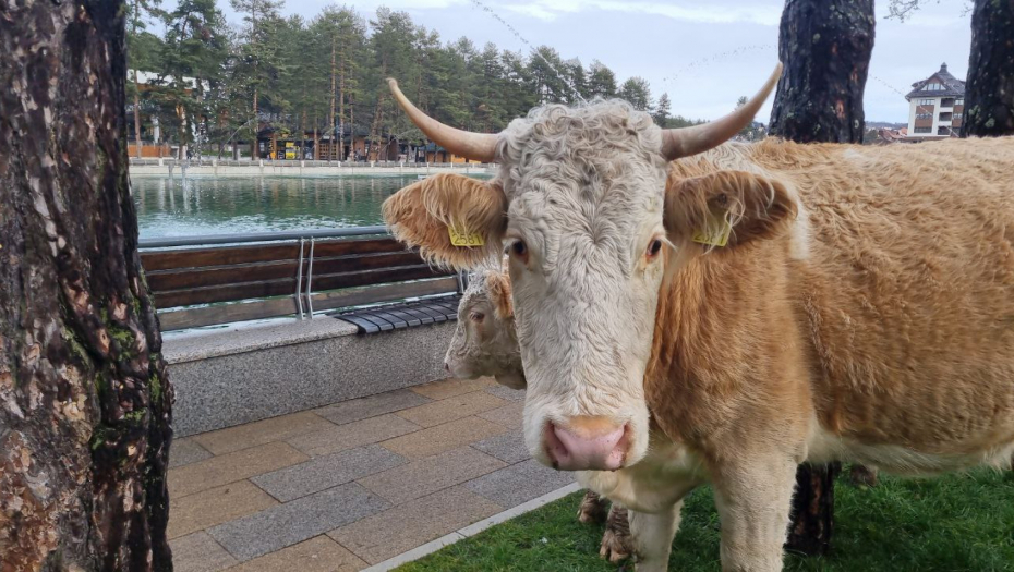NEOBIČNI POSETIOCI U CENTRU ZLATIBORA Krave se bezbrižno prošetale da vide šta ima novo! (FOTO)