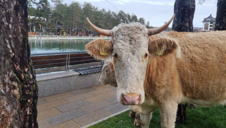 NEOBIČNI POSETIOCI U CENTRU ZLATIBORA Krave se bezbrižno prošetale da vide šta ima novo! (FOTO)