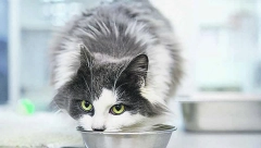 Pire od sardine koji će svaka mačka obožavati (RECEPT)