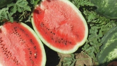 SVAKODNEVNO JE JELA LUBENICU 7 DANA Promene je skoro odmah osetila