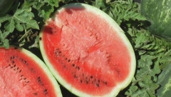 OVAKO ĆETE PREPOZNATI SLATKE I ZRELE LUBENICE: Zapamtite ovaj genijalan trik, nikada više nećete pogrešiti