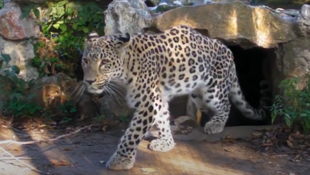 MUŽIJAK LEOPARDA USMRTIO ŽENKU Drugi neočekivani incident u zoološkom vrtu Palić u samo mesec dana