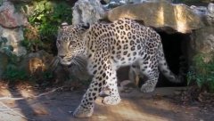 MUŽIJAK LEOPARDA USMRTIO ŽENKU Drugi neočekivani incident u zoološkom vrtu Palić u samo mesec dana