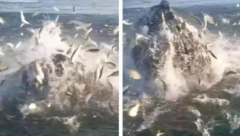 PECAROŠI OSTALI U ŠOKU KADA JE OVO IZRONILO IZ VODE (VIDEO)