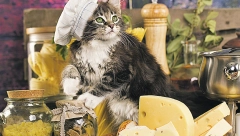 Da li je sir dobar za vašu cicamacu ili može da joj ozbiljno naudi