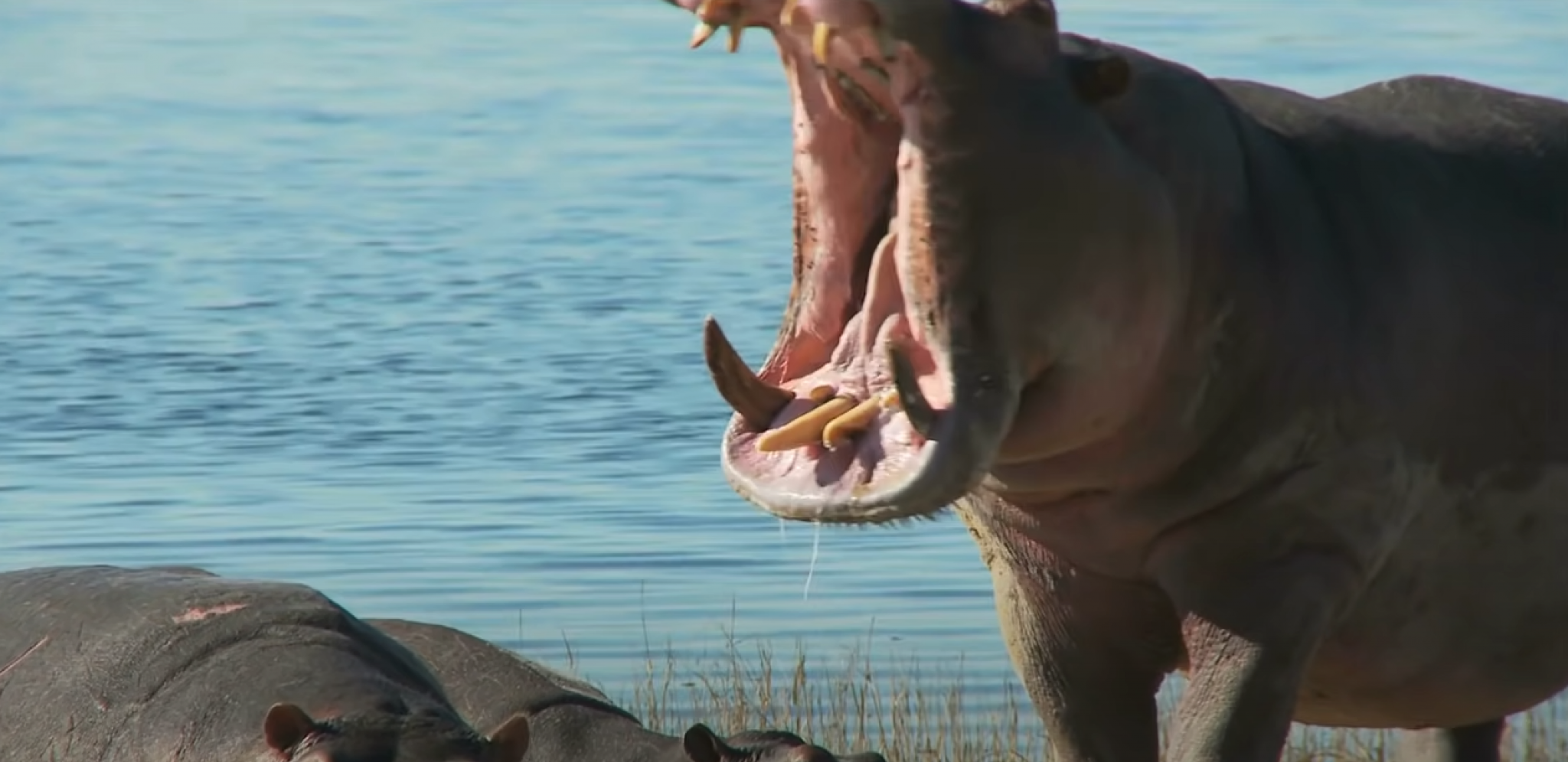MALO DETE PREŽIVELO NAPAD NILSKOG KONJA! Komšija hitro reagovao i učinio nešto skoro neverovatno!