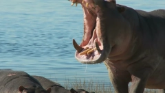 MALO DETE PREŽIVELO NAPAD NILSKOG KONJA! Komšija hitro reagovao i učinio nešto skoro neverovatno!