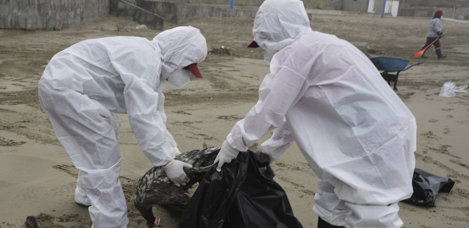 POŠAST Evropu drma epidemija zbog koje je pobijeno 50 miliona živine! Kuca li ptičji grip i na naša vrata?