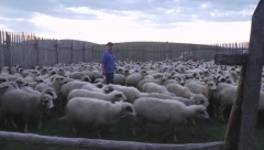 ZAVRŠIO FAKULTET PA SE VRATIO DA ČUVA OVCE Danas ovaj Srbin ima najveće stado na Balkanu (FOTO)