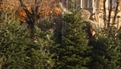 U SUSRET NOVOGODIŠNJIM PRAZNICIMA Ako niste kupili jelku, pravi je čas - ovo su cene prirodnih i veštačkih borova na pijacama i u radnjama!