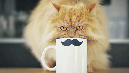 7 kul činjenica o mačjim brkovima o kojima sigurno niste imali pojma