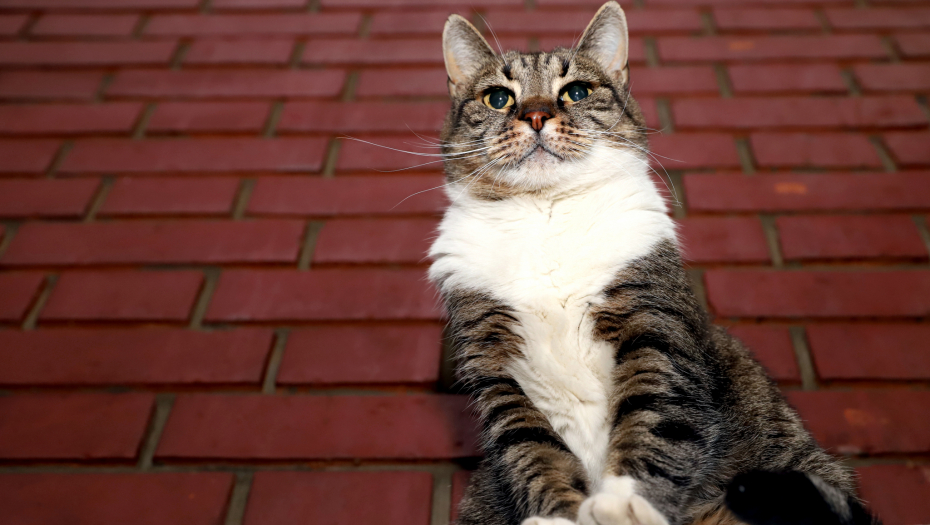 LEGENDA Zaštitni znak Zvezde i Pionira ima 15 godina i četiri noge: Mačka Ljubica voli košarku!