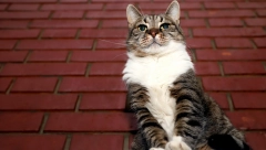 LEGENDA Zaštitni znak Zvezde i Pionira ima 15 godina i četiri noge: Mačka Ljubica voli košarku!