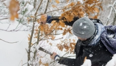NEMOJ DA SE BRUKAMO: Ovako se pravilno seče badnjak!