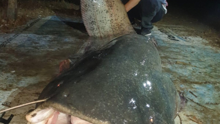 VELJKO ULOVIO KAPITALCA OD 84 KILOGRAMA Glasine o divovskim somovima, koji žive u moravskim virovima, evo šta je istina