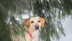 OGLAS U SRBIJI SVE NAS JE RAZBESNEO Čovek iz Kragujevca prodaje labradora, razlog je "neviđena sramota"