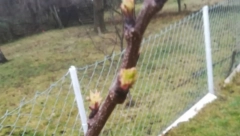 ČUDO PRIRODE Procvetala kajsija usred zime