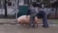 SVINJA ZBRISALA ISPOD NOŽA! Urnebesan snimak nasmejao celu Srbiju (VIDEO)