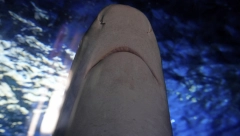 UHVAĆENA BELA AJKULA U GRČKOJ! UPOZORENJE SVIM TURISTIMA:  Uplela se u ribarsku mrežu kod Evije