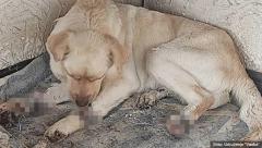 POKUŠAĆU DA JOJ SPASEM NOGE, JEDNA ĆE MORATI DA SE AMPUTIRA Slučaj zlostavljanog labradora u Kikindi zgrozio Srbiju