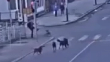 ZASTRAŠUJUĆE SLIKE IZ SJENICE Dečaka na pešačkom prelazu napao čopor lutalica! (VIDEO)
