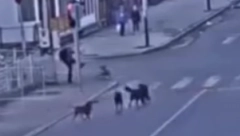 ZASTRAŠUJUĆE SLIKE IZ SJENICE Dečaka na pešačkom prelazu napao čopor lutalica! (VIDEO)