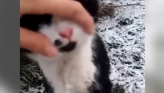 MONSTRUOZNO! Maloletnik ubio, obesio, pa rasporio psa i mačku! (UZNEMIRUJUĆI VIDEO)